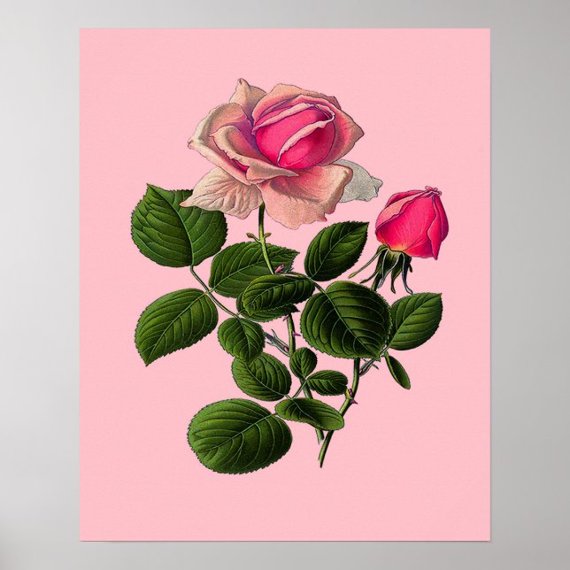 Póster Rosas cor-de-rosa (Frente)