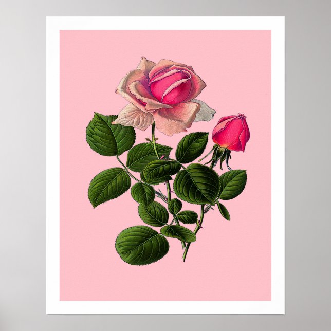 Poster Rosas cor-de-rosa (Frente)