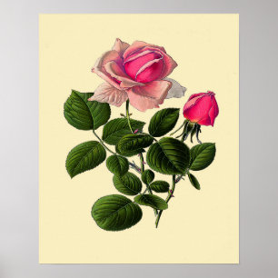 Póster Rosas cor-de-rosa