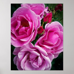 Póster Rosas cor-de-rosa