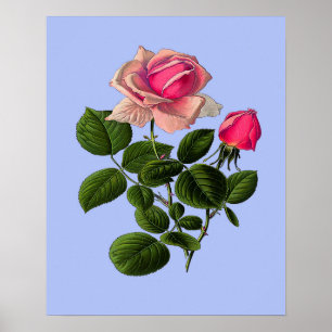 Póster Rosas cor-de-rosa