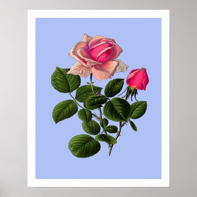 Póster Rosas cor-de-rosa (Frente)