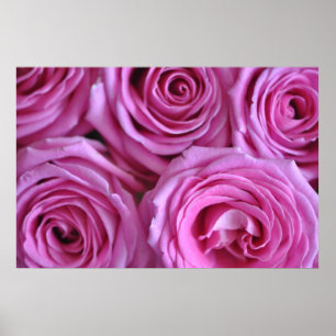 Póster Rosas cor-de-rosa