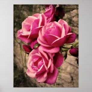 Poster Rosas cor-de-rosa do Pirouette