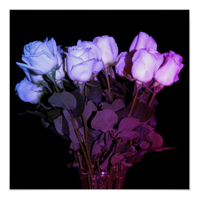 Póster Rosas cor-de-rosa e roxo, de longa duração, em vas (Frente)
