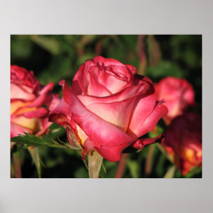 Póster Rosas de chá híbridos 046 de Granada