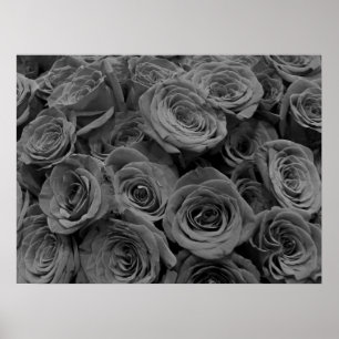 Poster rosas de cinzas, fotografia floral de cinza