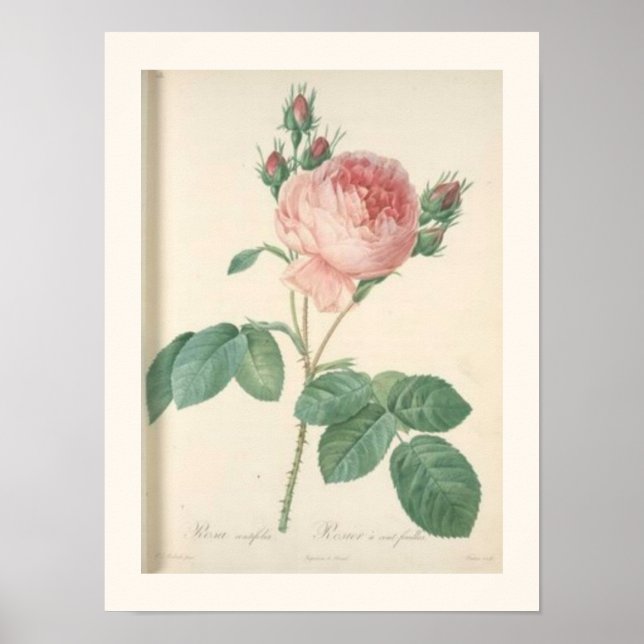 Poster Rosas de Inglês Botânico Rosa de Coubage (Frente)