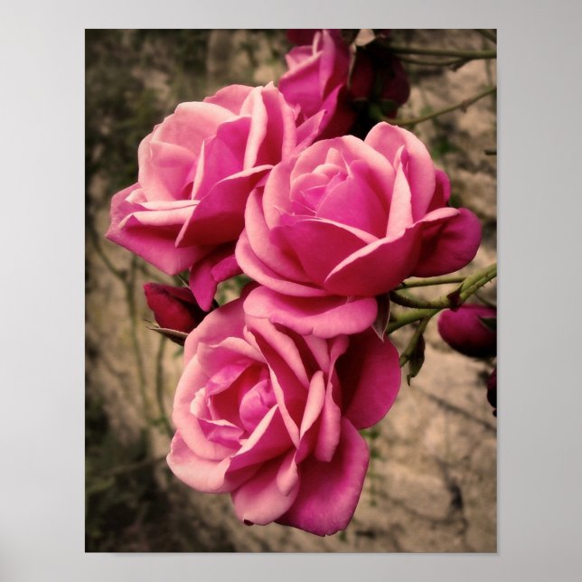 Poster Rosas de Pirouette Rosa (Frente)