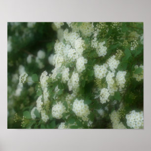 Poster Rosas de Rambling Selvagem Branca
