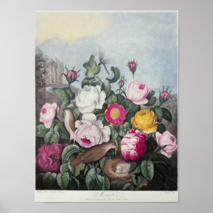 Poster Rosas, 'do templo de Flora