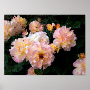 Poster Rosas Flores, Rosas Amarelas Rosa