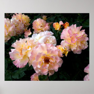 Poster Rosas Flores, Rosas Amarelas Rosa