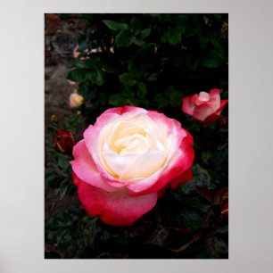 Poster Rosas Flores, Rosas brancas rosa