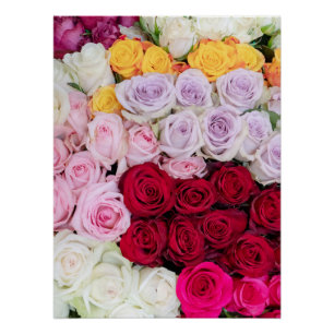 Póster Rosas Mistas Coloridas