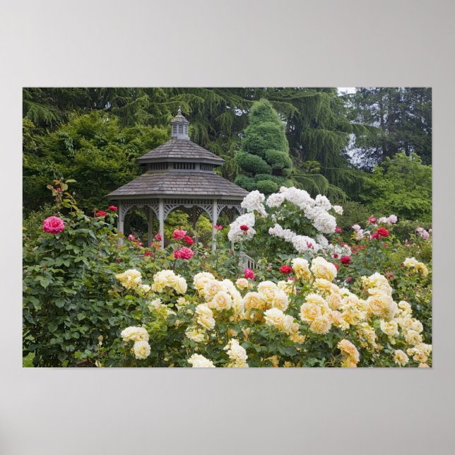 Póster Rosas no Jardim Rosa de Flores e Gazebo (Frente)