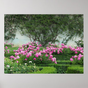 Póster Rosas Pink Elegantes