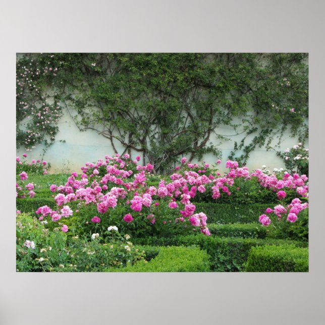 Póster Rosas Pink Elegantes (Frente)