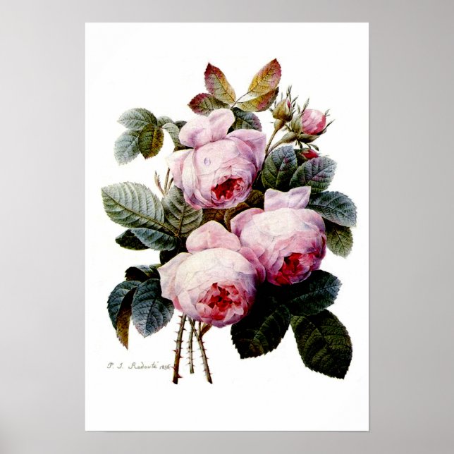 Póster Rosas por Redoute (Frente)