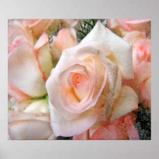 Póster Rosas Rosa