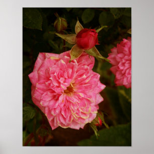 Poster Rosas Rosa