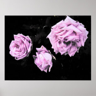 Póster rosas rosa