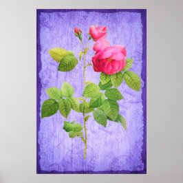 Poster Rosas Rosa-Chique Vintage Em Lilac