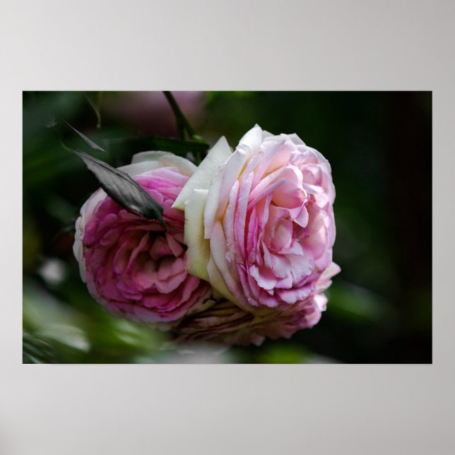 Poster Rosas Rosa - Dueto Enrubescido (Frente)