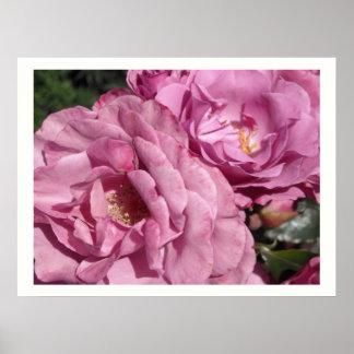 Poster Rosas Rosa Escuro