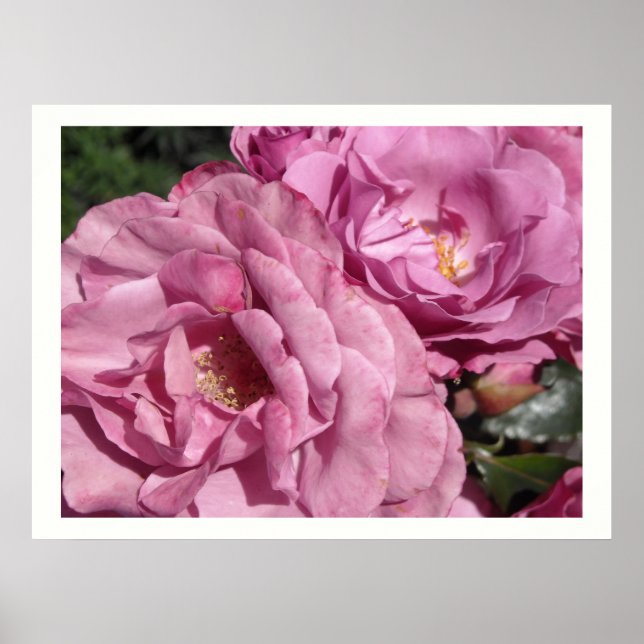Poster Rosas Rosa Escuro (Frente)