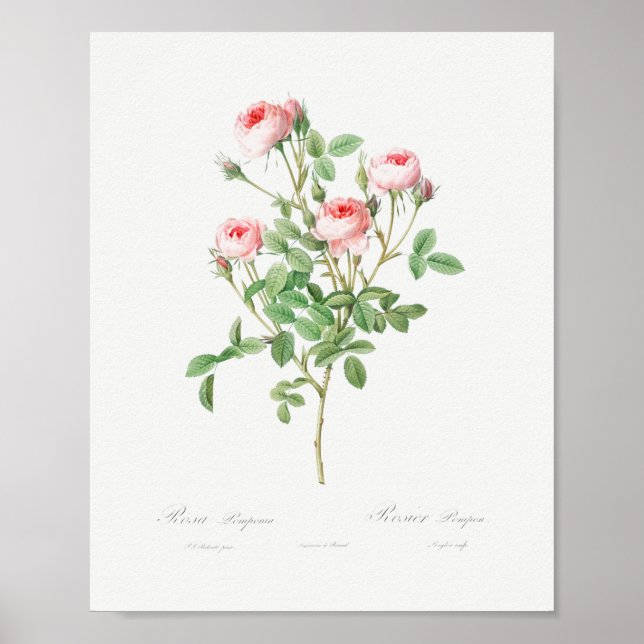 Poster Rosas Rosa Flóridas Flóridas do Rosa Burgundiano (Frente)