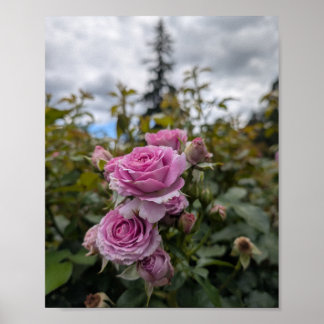 Poster Rosas Rosa Lavanda com Céu Nublado Dramático