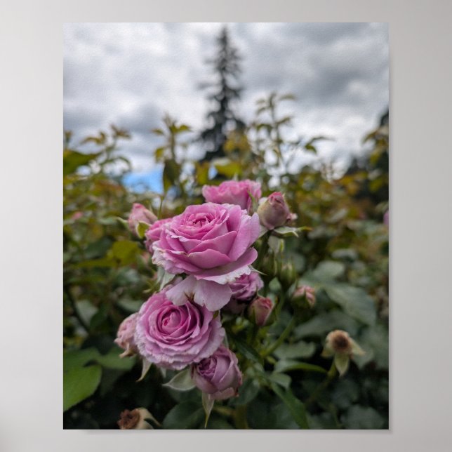 Poster Rosas Rosa Lavanda com Céu Nublado Dramático (Frente)