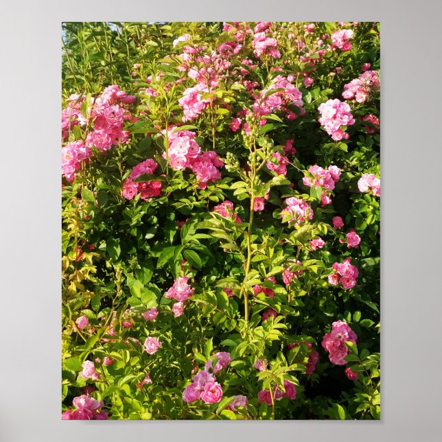 Poster Rosas rosa na floração (Frente)