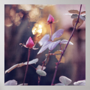 Poster Rosas Rosa Românticas em Luz de Fundo do Livro do