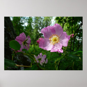 Póster Rosas Rosa Selvagens no Alasca