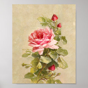 Poster Rosas Rosa Vintage