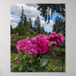 Poster Rosas Rosadas no Jardim de Rosas de Portland