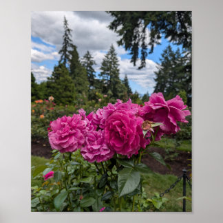 Poster Rosas Rosadas no Jardim de Rosas de Portland