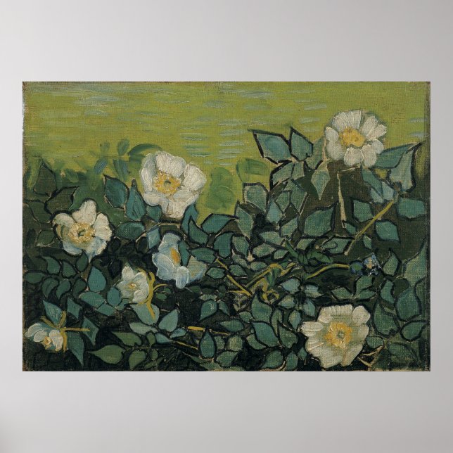 Poster Rosas selvagens de Vincent Van Gogh (Frente)