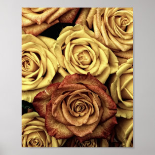 Poster Rosas Sintonizados Sepia