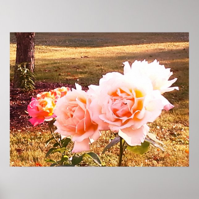 POSTER ROSAS TEM BELEZA ELEGANTE (Frente)
