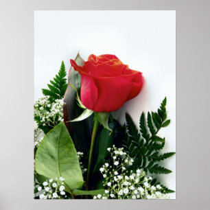 Poster Rosas vermelhas