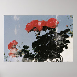 Poster Rosas Vermelhas Antigas Contra um Céu Azul