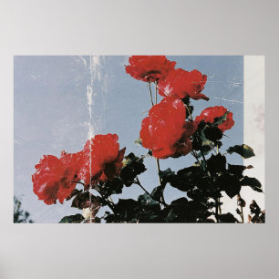 Poster Rosas Vermelhas Antigas Contra um Céu Azul