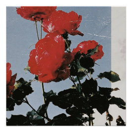 Póster Rosas Vermelhas Antigas Contra um Céu Azul