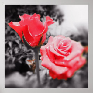 Póster Rosas vermelhas do vintage