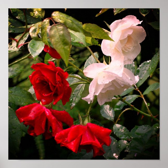 Poster Rosas Vermelhas E Brancas Ensopadas (Frente)