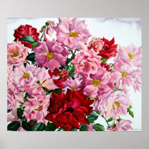 Poster Rosas Vermelhas e Rosa 2008