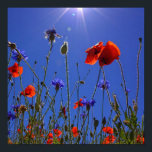 Poster rosas vermelhas e roxas abraçando o céu azul e o s<br><div class="desc">rosas vermelhos e roxos abraçando um céu azul e raios solares. um design excelente adequado para artistas e amantes da natureza que adoram a visão de um belo céu azul abraçando plantas verdes com rosas vermelhos e roxos. ele também pode ser dado como presente durante ocasiões felizes para seu pai,...</div>